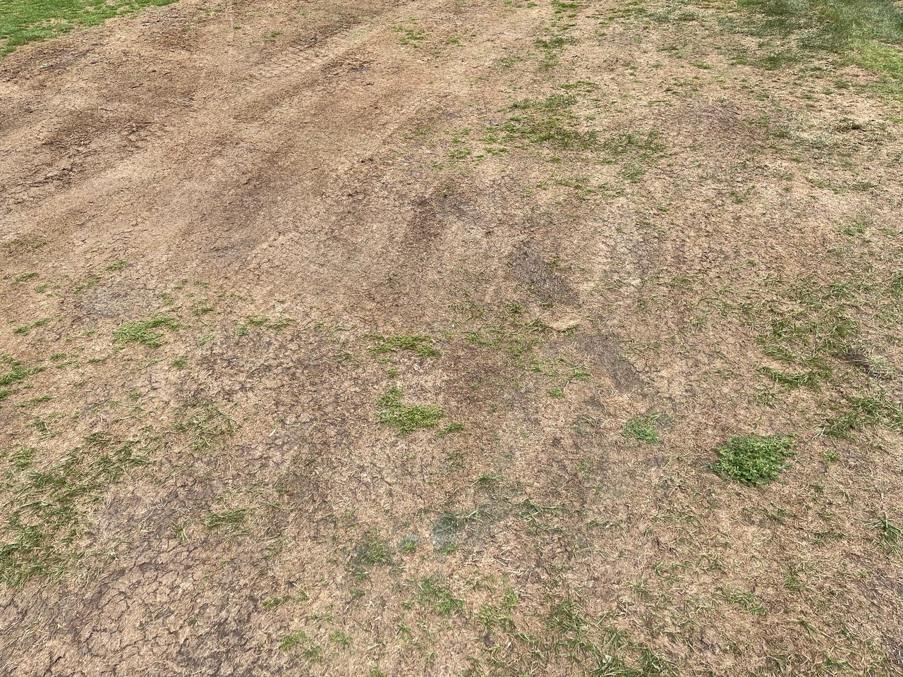 A large patch of a brown, dead grass.